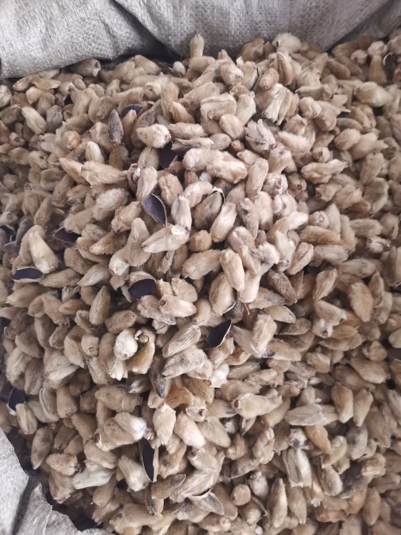 河南辛夷花去柄无杂净货过筛大花小花量大从优