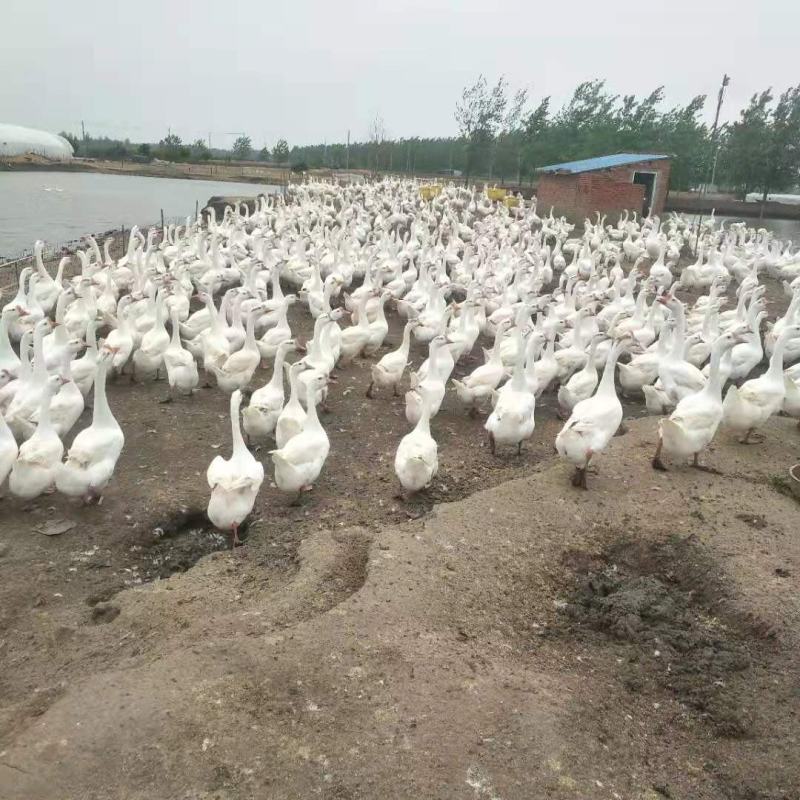 三花种鹅