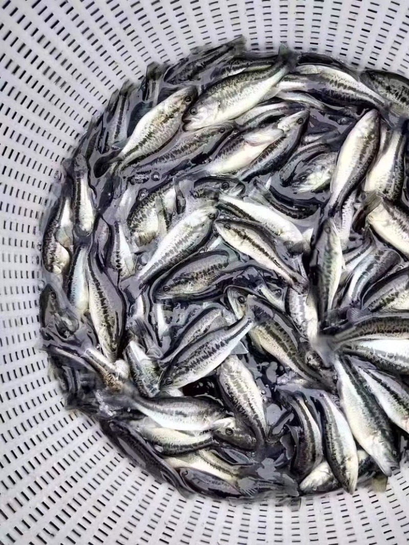 鲈鱼，优鲈3号加州鲈鱼各种规格，基地直发，技术指导