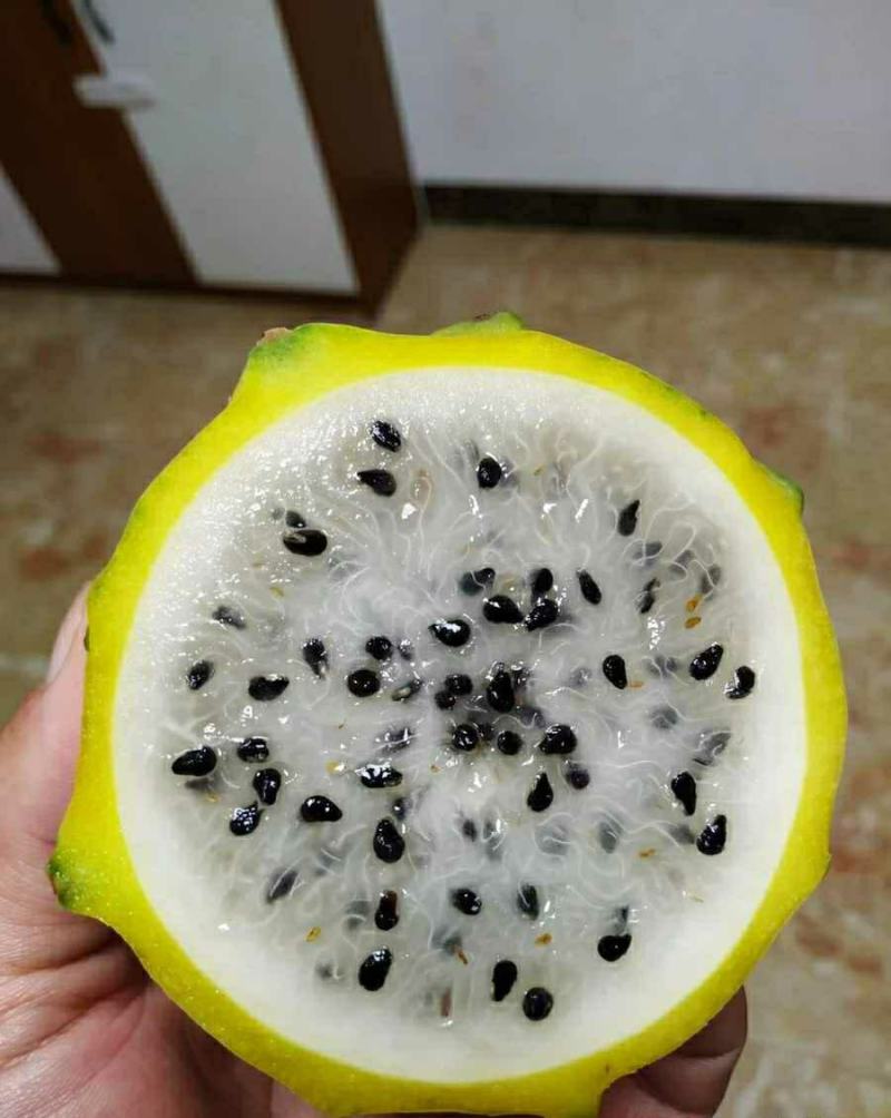燕窝果苗火龙果苗黄皮白肉火龙果苗嫁接苗