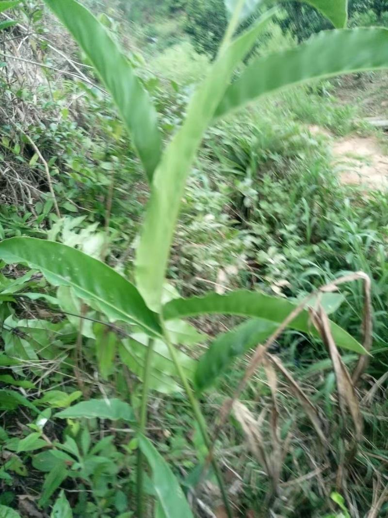 南姜野生山姜新鲜