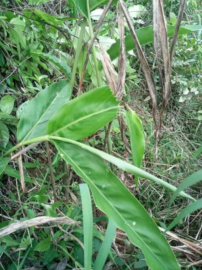 南姜野生山姜新鲜