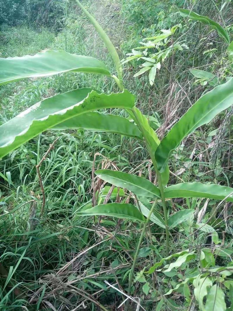 南姜野生山姜新鲜