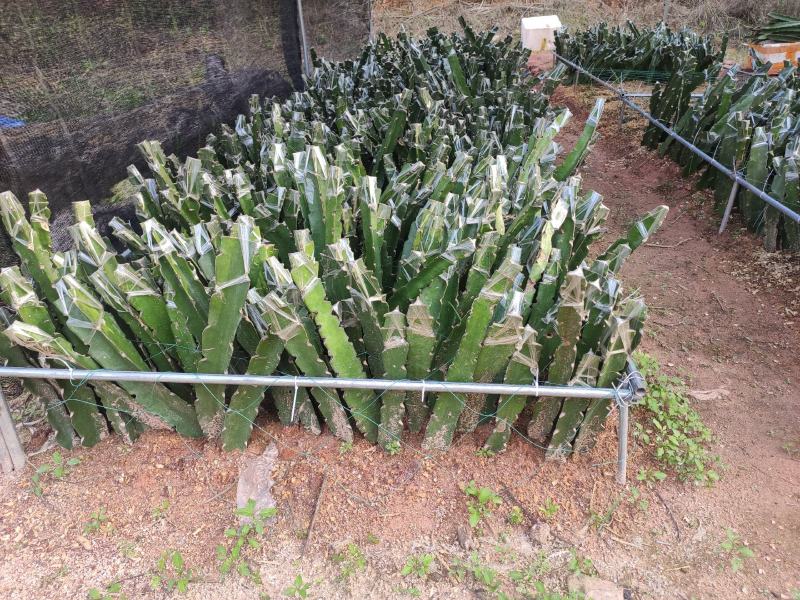 燕窝果苗火龙果苗黄皮白肉火龙果苗嫁接苗