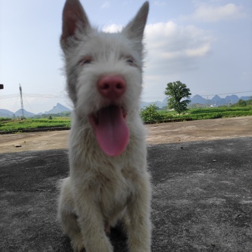 下司犬，二十六斤，公狗，枪尾性格好，长大可到45至50斤