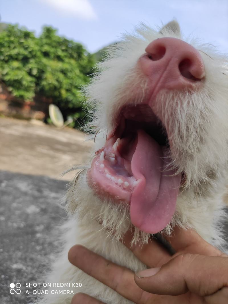 下司犬，二十六斤，公狗，枪尾性格好，长大可到45至50斤