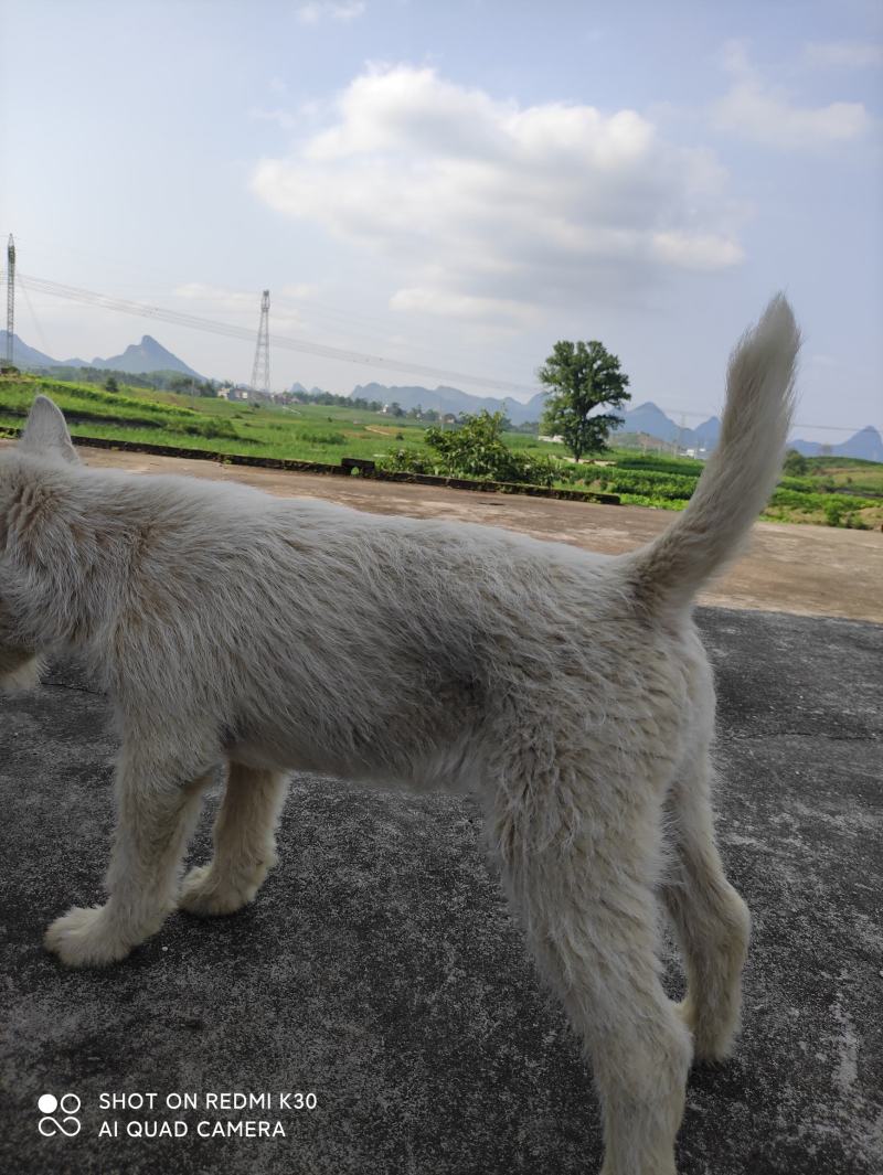 下司犬，二十六斤，公狗，枪尾性格好，长大可到45至50斤