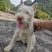 下司犬，二十六斤，公狗，枪尾性格好，长大可到45至50斤