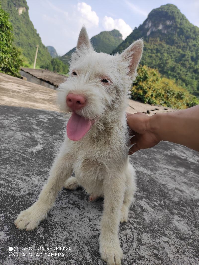 下司犬，二十六斤，公狗，枪尾性格好，长大可到45至50斤