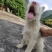 下司犬，二十六斤，公狗，枪尾性格好，长大可到45至50斤