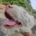 下司犬，二十六斤，公狗，枪尾性格好，长大可到45至50斤