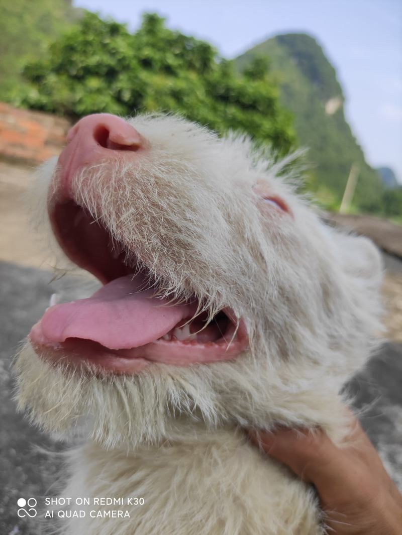 下司犬，二十六斤，公狗，枪尾性格好，长大可到45至50斤