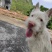 下司犬，二十六斤，公狗，枪尾性格好，长大可到45至50斤
