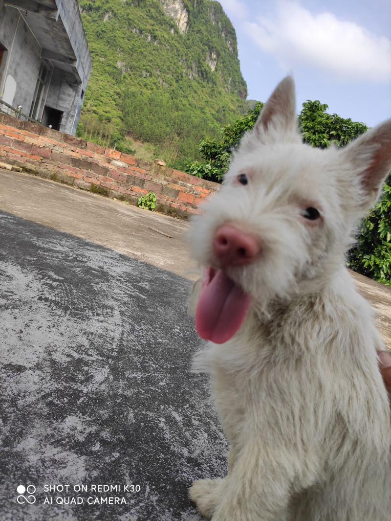 下司犬，二十六斤，公狗，枪尾性格好，长大可到45至50斤