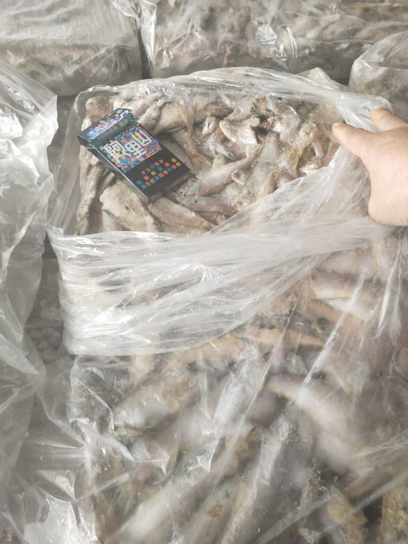 饲料鱼毛片白片对接养殖基地船冻陆冻螃蟹龙虾饲料
