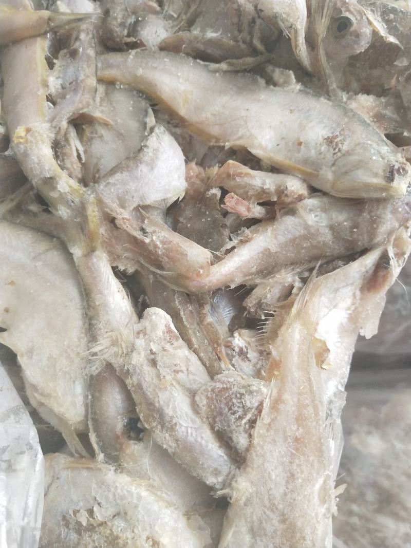 饲料鱼毛片白片对接养殖基地船冻陆冻螃蟹龙虾饲料
