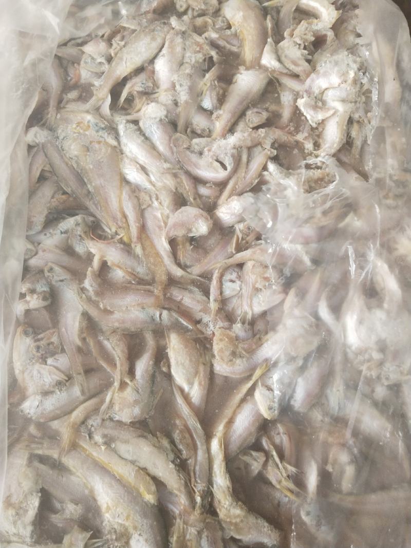 饲料鱼毛片白片对接养殖基地船冻陆冻螃蟹龙虾饲料