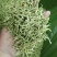 金银花500克干货金银花散装袋装金银花花草茶批发