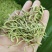 金银花500克干货金银花散装袋装金银花花草茶批发