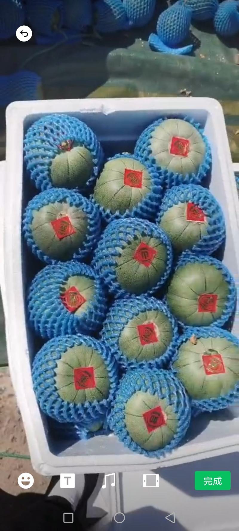 【推荐】山东潍坊青州精品绿宝甜瓜新鲜上市