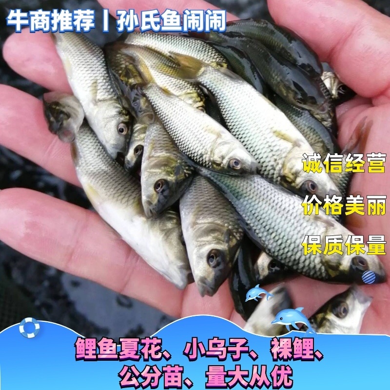 【强烈推荐】湖北鲤鱼夏花、小乌子、特优种鱼。🔥🔥