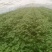 济薯26脱毒红薯苗上市中，脱毒苗，大田苗，高剪苗，拔苗。