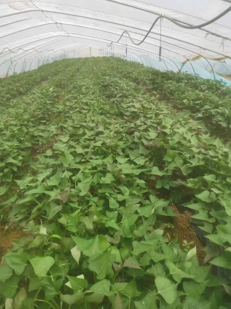 济薯26脱毒红薯苗上市中，脱毒苗，大田苗，高剪苗，拔苗。