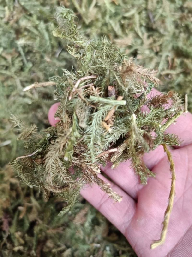 伸筋草中药材批发舒筋草马尾生筋草筋骨草石松狮