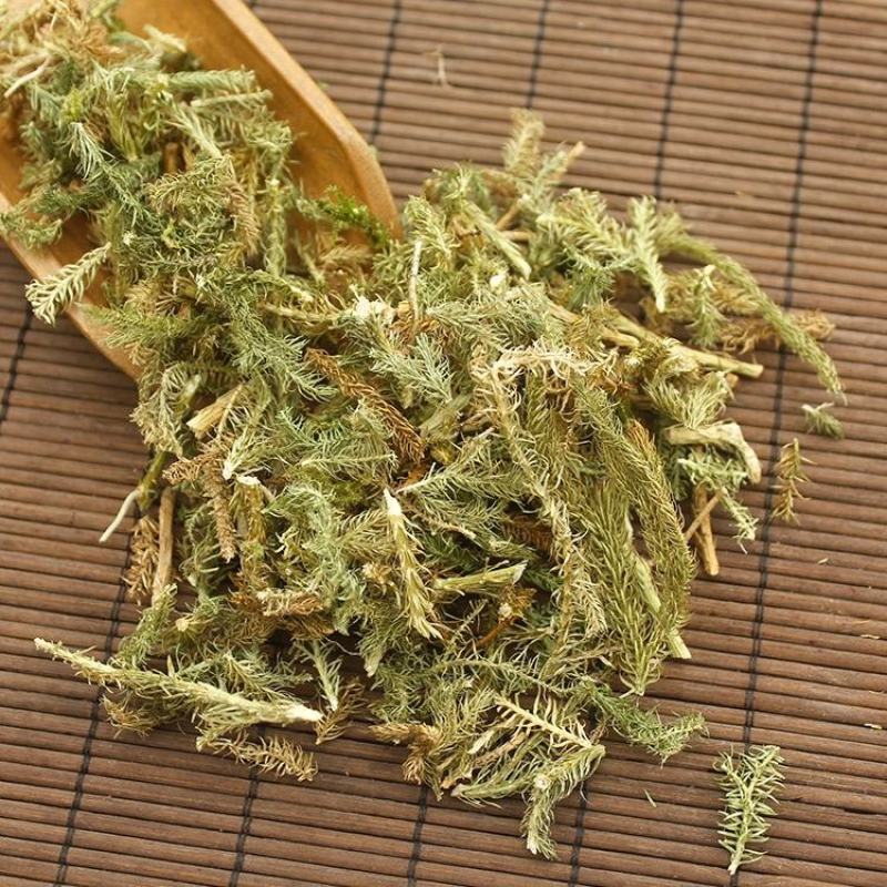 伸筋草中药材批发舒筋草马尾生筋草筋骨草石松狮
