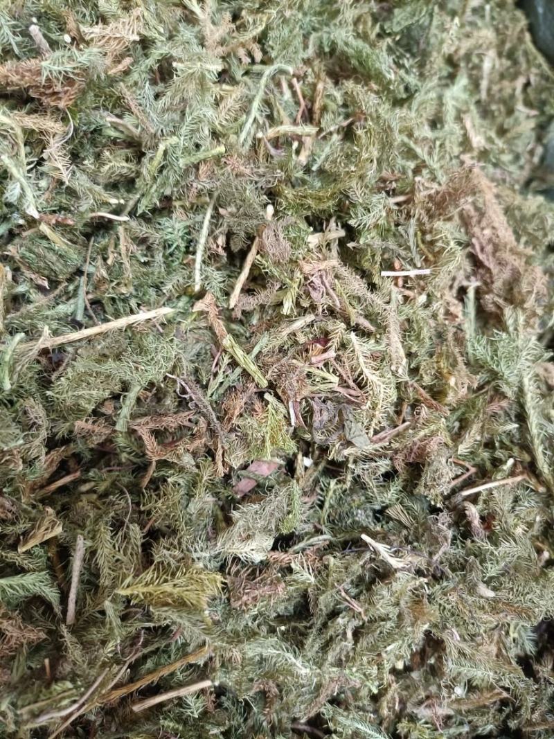 伸筋草中药材批发舒筋草马尾生筋草筋骨草石松狮