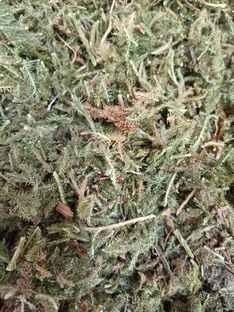 伸筋草中药材批发舒筋草马尾生筋草筋骨草石松狮