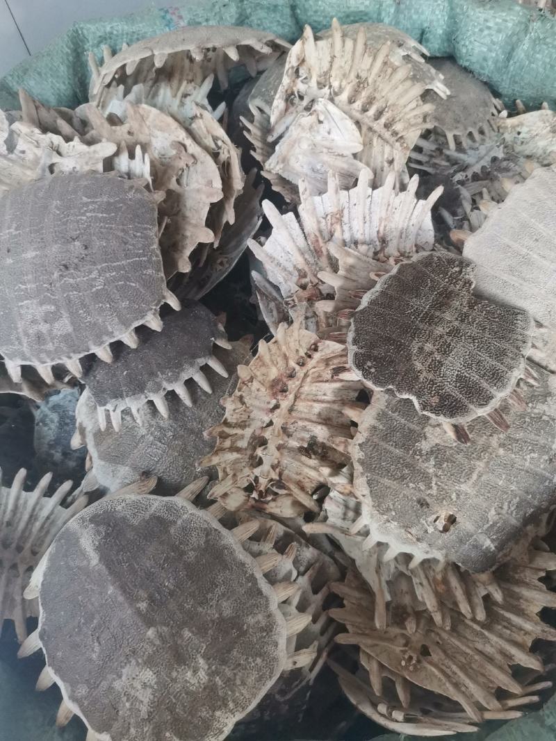旱龟甲巴西龟甲规格齐全量大从优欢迎选购