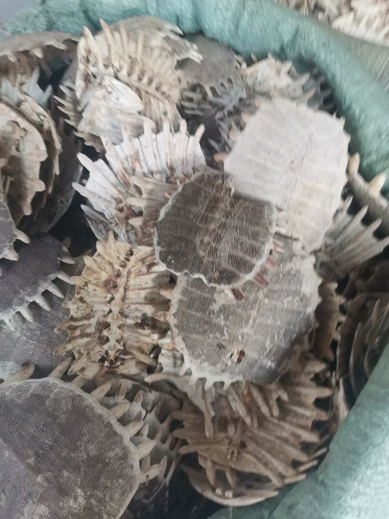 旱龟甲巴西龟甲规格齐全量大从优欢迎选购
