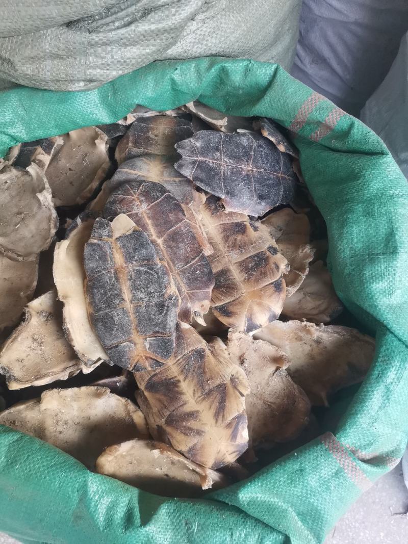 旱龟甲巴西龟甲规格齐全量大从优欢迎选购