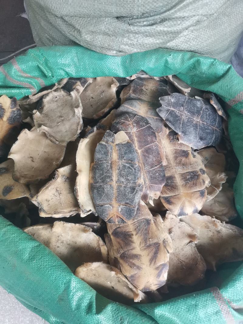 旱龟甲巴西龟甲规格齐全量大从优欢迎选购