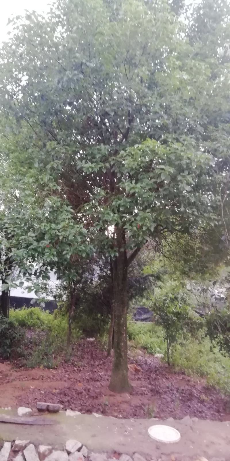 樟树