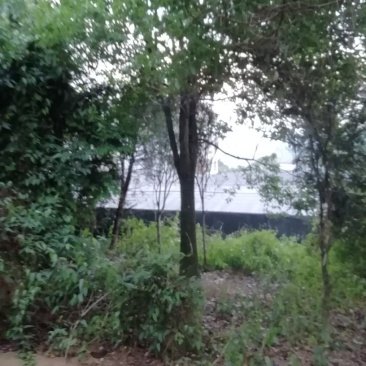 樟树