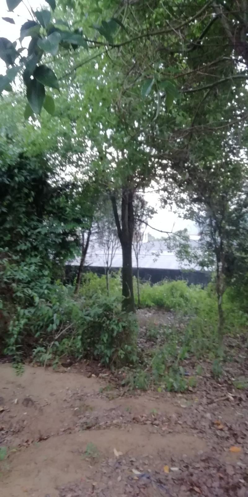 樟树
