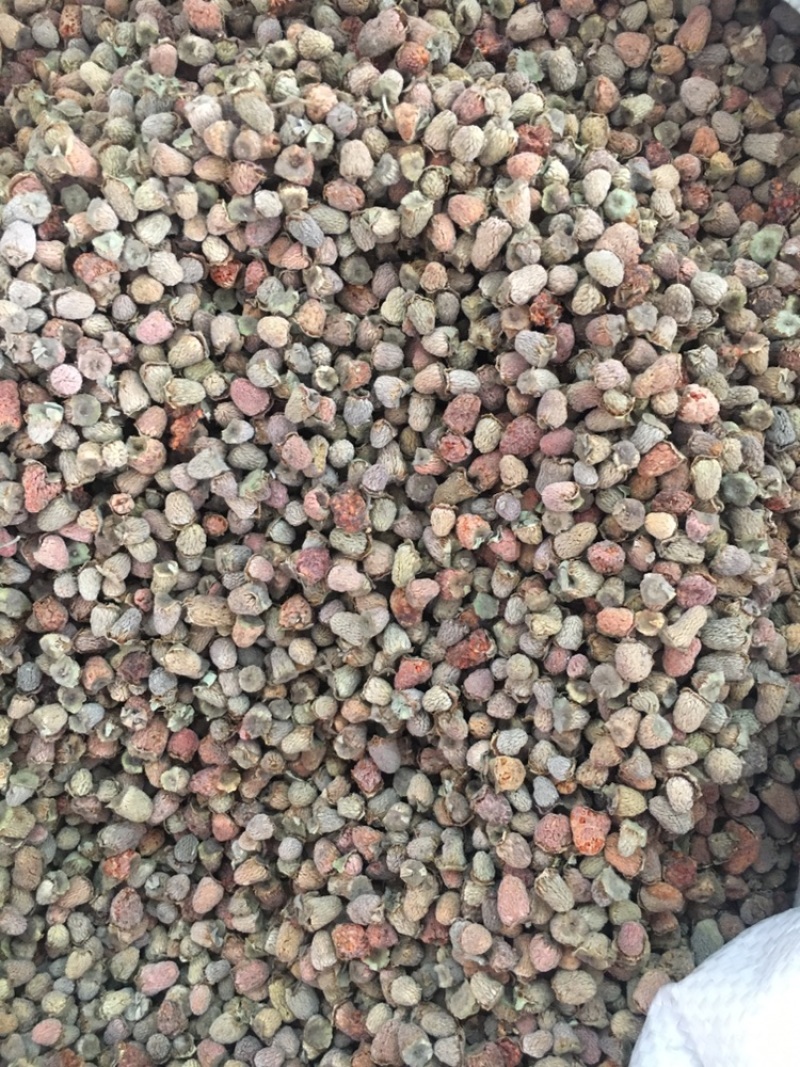 覆盆子小覆盆子小的小的覆盆子