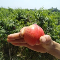 中油19号油桃