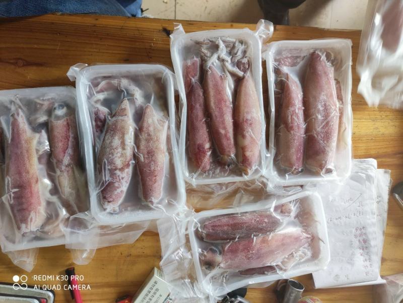 鱿鱼精品装88888888888888888888