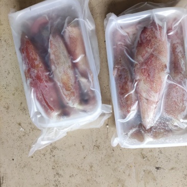 鱿鱼精品装88888888888888888888