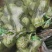 绿甘蓝1.5～2.5斤，大量供应，价格从优