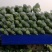 绿甘蓝1.5～2.5斤，大量供应，价格从优