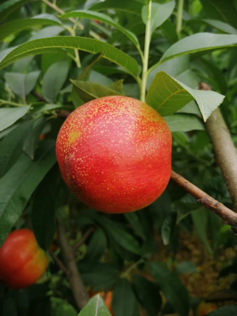 中油19号油桃