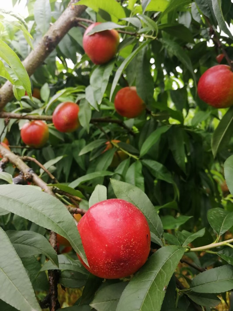 中油19号油桃