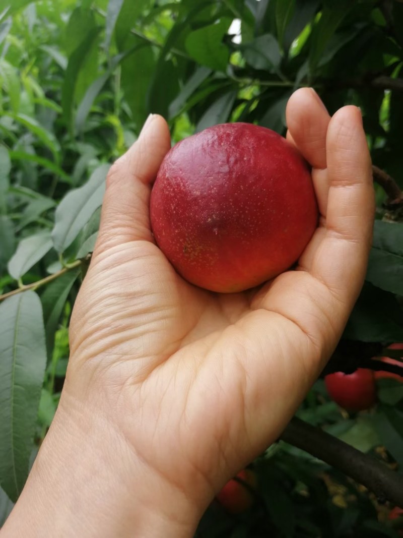 中油19号油桃