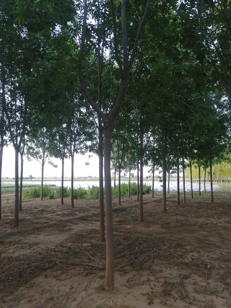 10-18公分速生白蜡老白蜡多年冠树苗顺直包上车