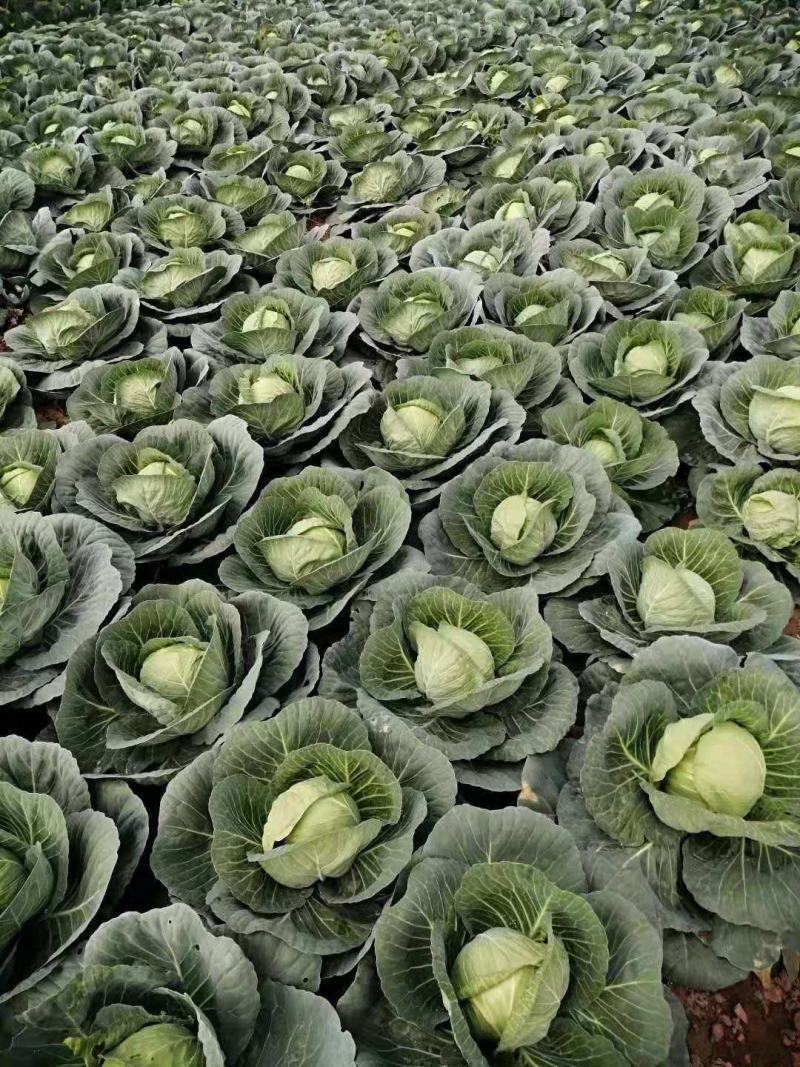 精品圆包菜，2～3斤，产地供应，价格从优