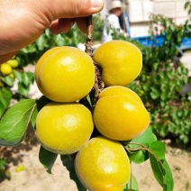 大量供应罐头厂金太阳杏